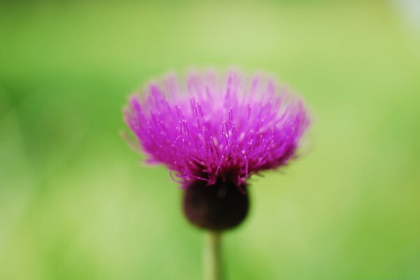 Lila Blume in Makroaufnahmen aufgenommen