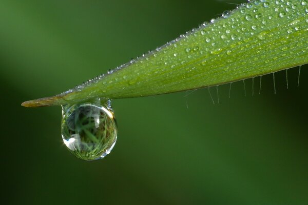 Macro gota después de la lluvia