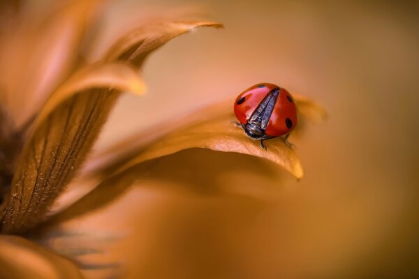 Ladybug is preparing to take off from the leaf