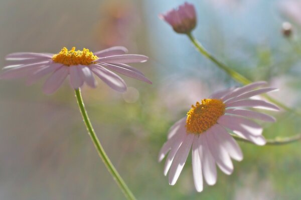 Fleurs de camomille, pétales blancs