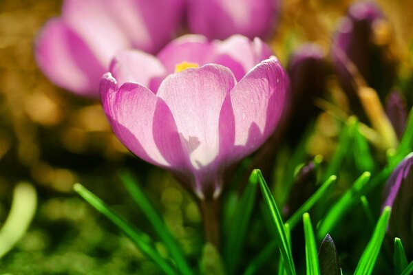 Helle Blume im grünen Gras