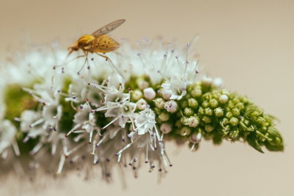 Macro fotografía de un insecto en una flor