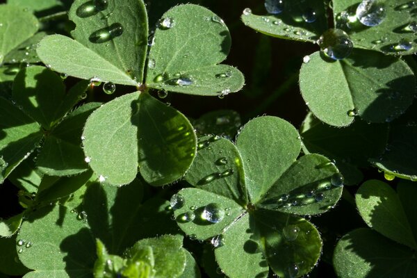 Green leaves in dew drops