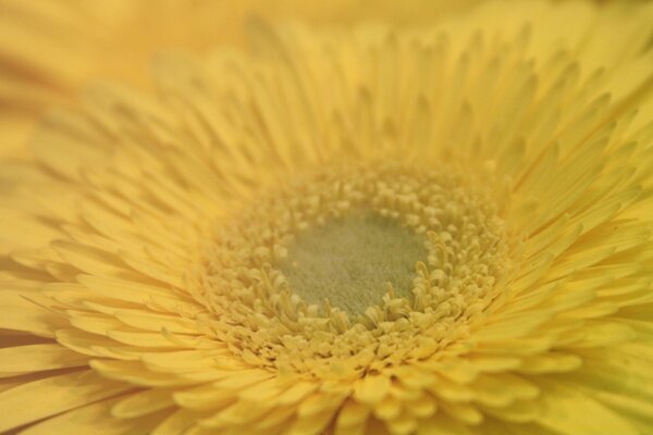 Le milieu de la fleur ressemble à des placers de grains