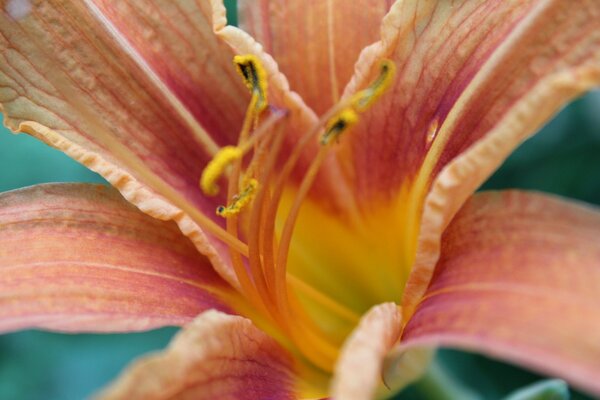 Flor brilhante capturada com macro