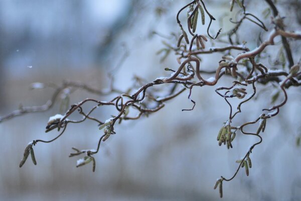 Natural tree in snowy winter