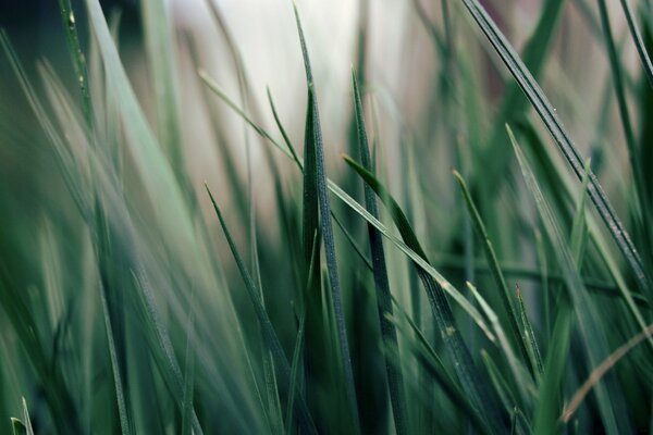 Green grass close-up