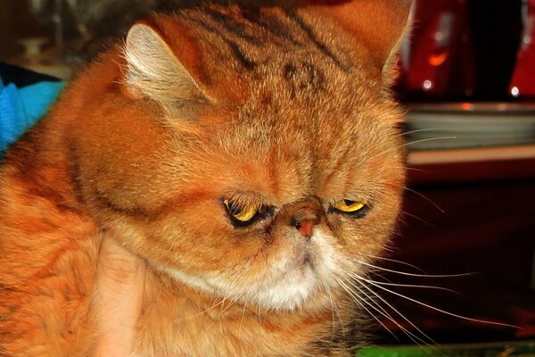 Chat rouge triste dans les mains d un homme dans un environnement familial