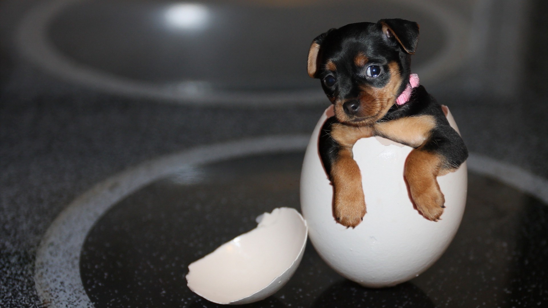 hund säugetier hund niedlich ein hundespezialist porträt wenig haustier