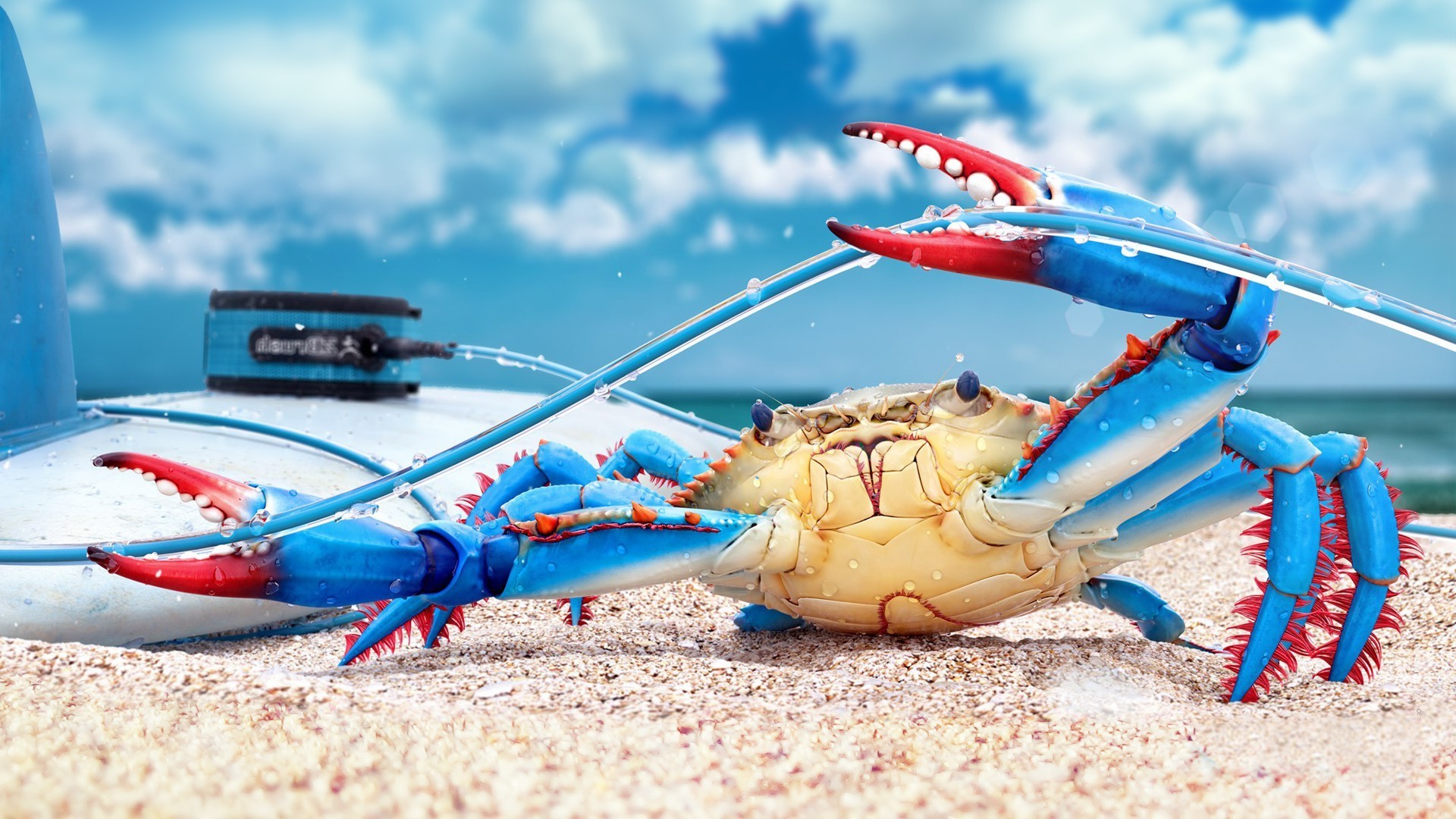 animals sea travel beach ocean crab outdoors sand water seashore