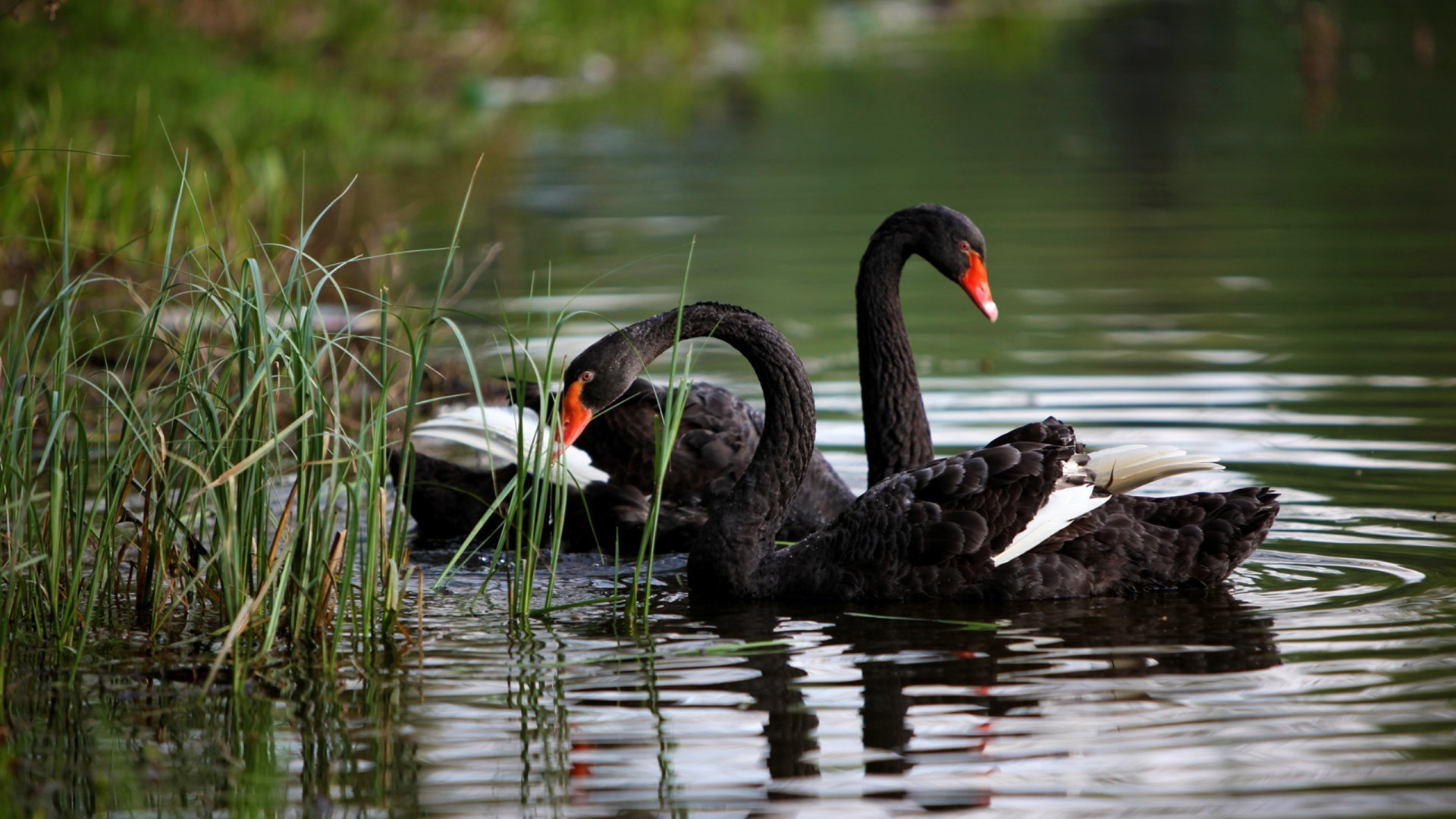 animais pássaro piscina lago vida selvagem água pato água natureza bico selvagem cisne pena natação ao ar livre