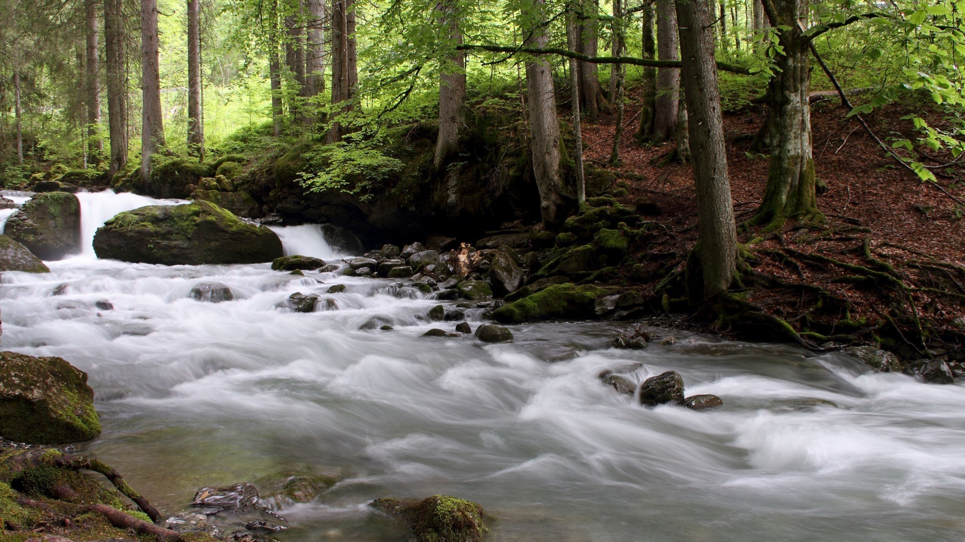 fiumi stagni e torrenti stagni e torrenti legno acqua flusso cascata fiume natura muschio paesaggio creek autunno foglia all aperto roccia albero selvaggio purezza rapids montagna cascata