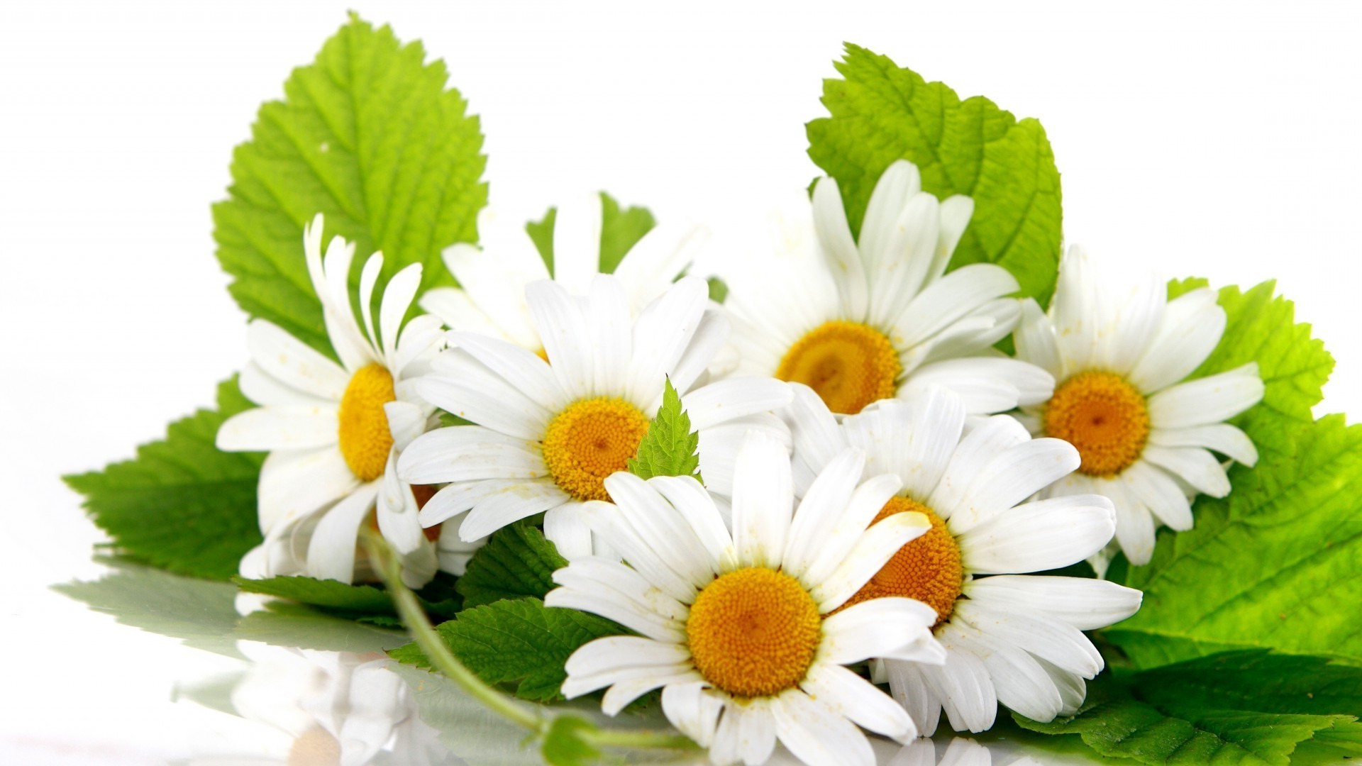 chamomile nature leaf flora summer isolated freshness flower bright close-up garden color herbal floral desktop growth