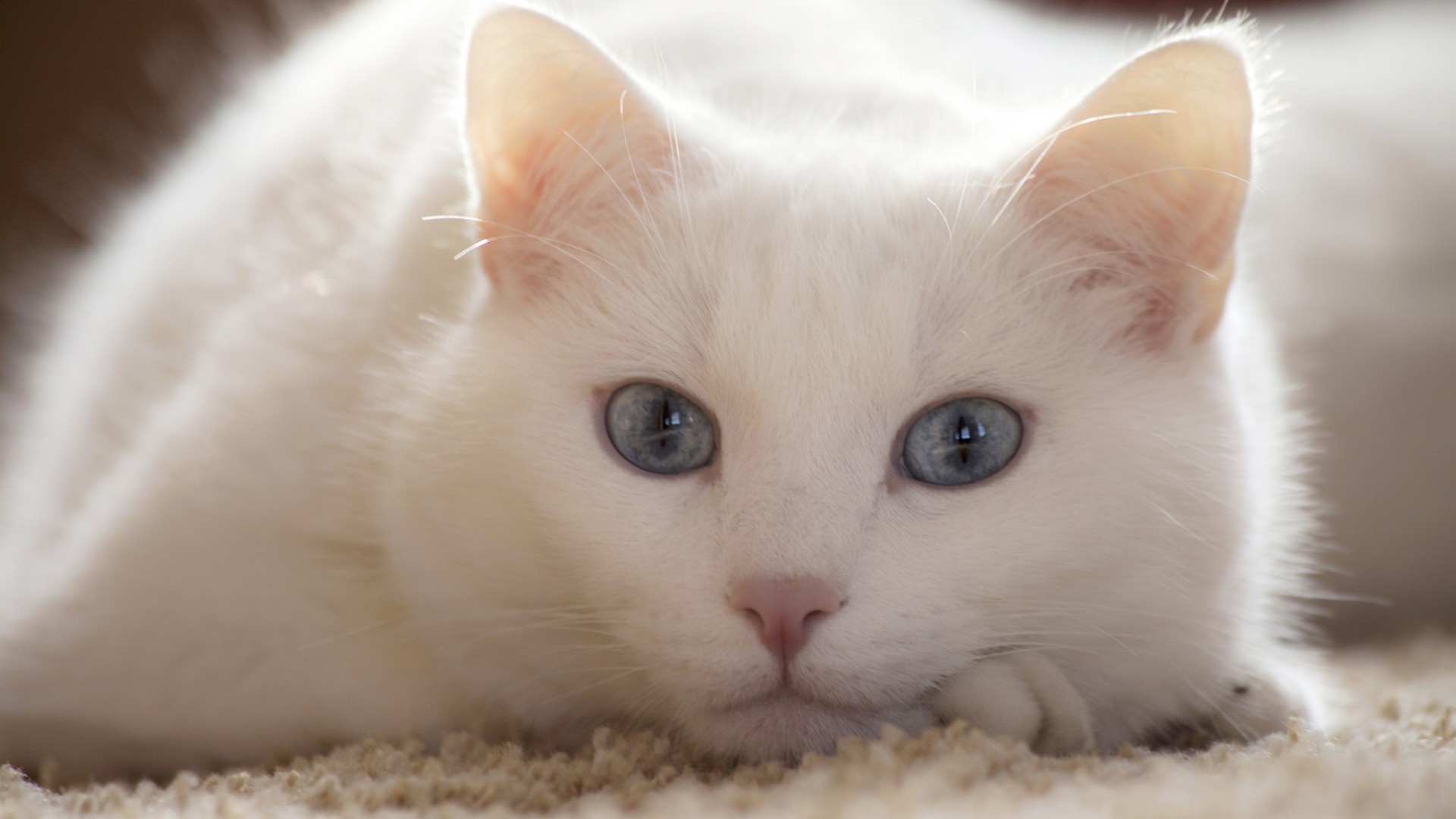 chats mignon chat petit animal enfant portrait oeil animal de compagnie chaton fourrure curiosité vers le bas adorable drôlement un pâtisserie