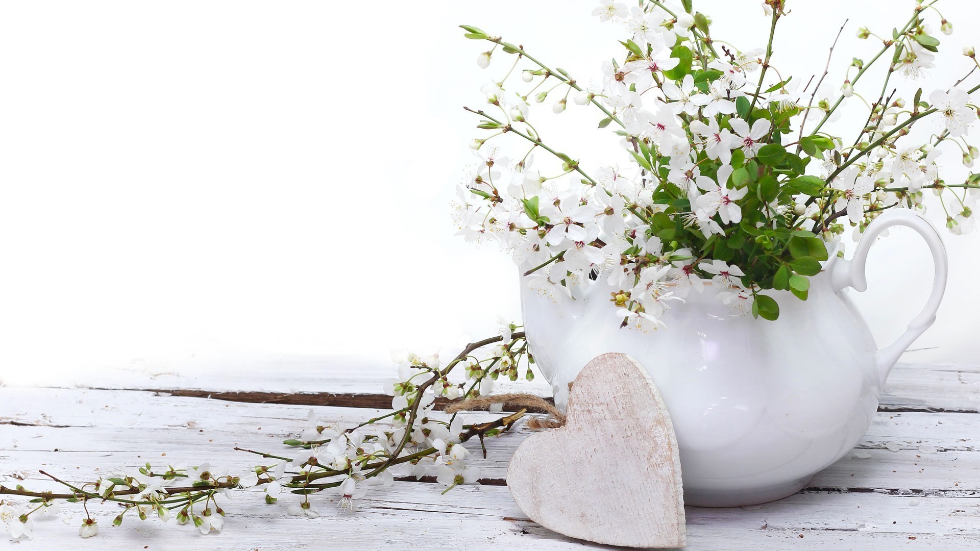 in a vase or pot nature flower flora summer leaf desktop growth floral blooming close-up beautiful season branch