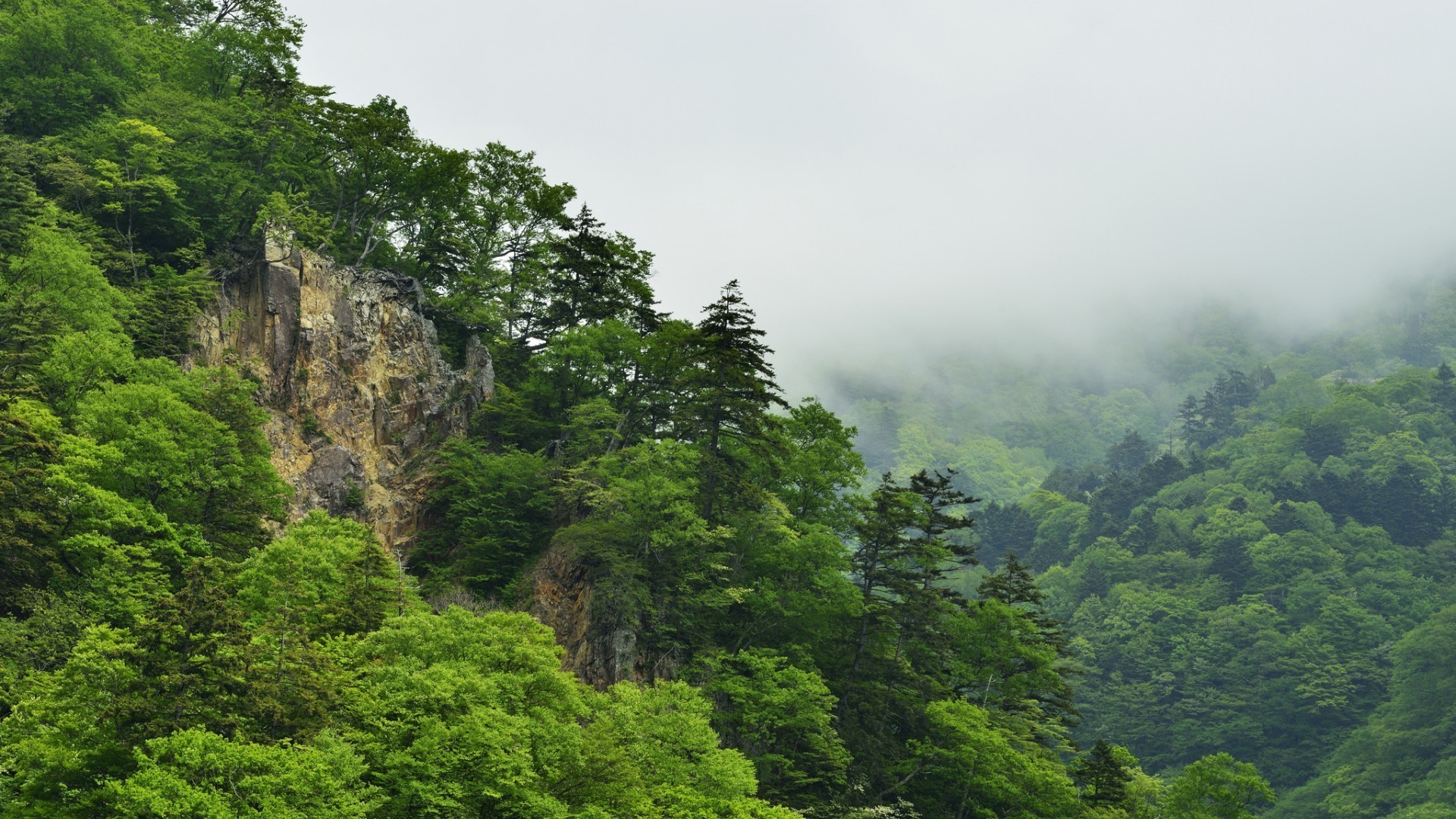 forest nature wood tree travel landscape mountain outdoors leaf rainforest summer lush hill fog scenic water mist sky