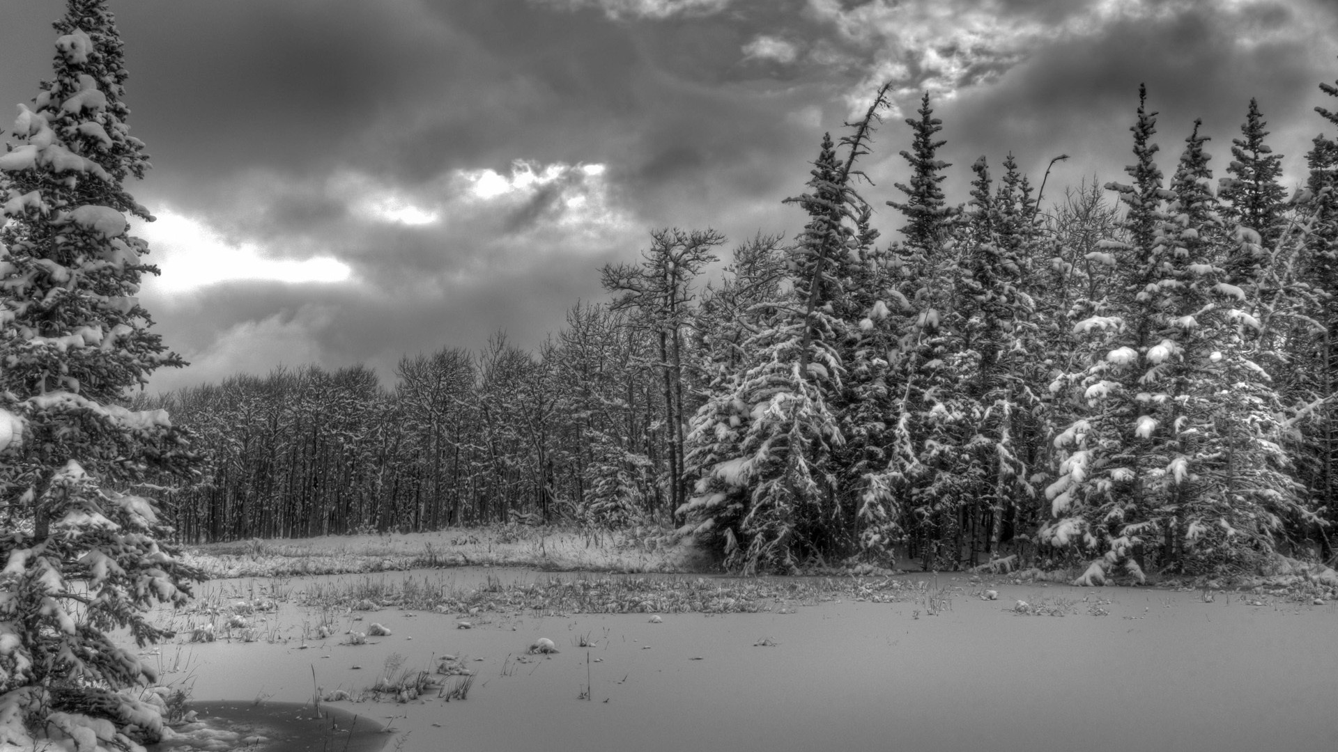 winter landscape lake tree snow wood water river reflection nature fog scenic park