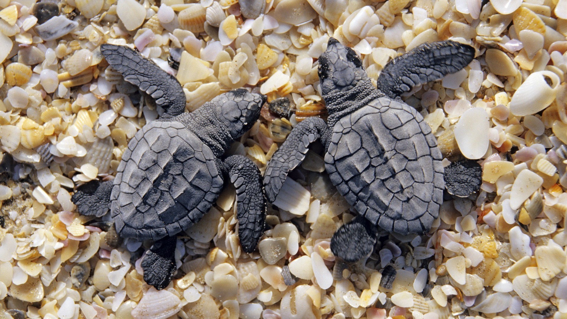 tiere schale natur schildkröte desktop schließen gazoo textur muster schildkröte trocken im freien medium stein farbe