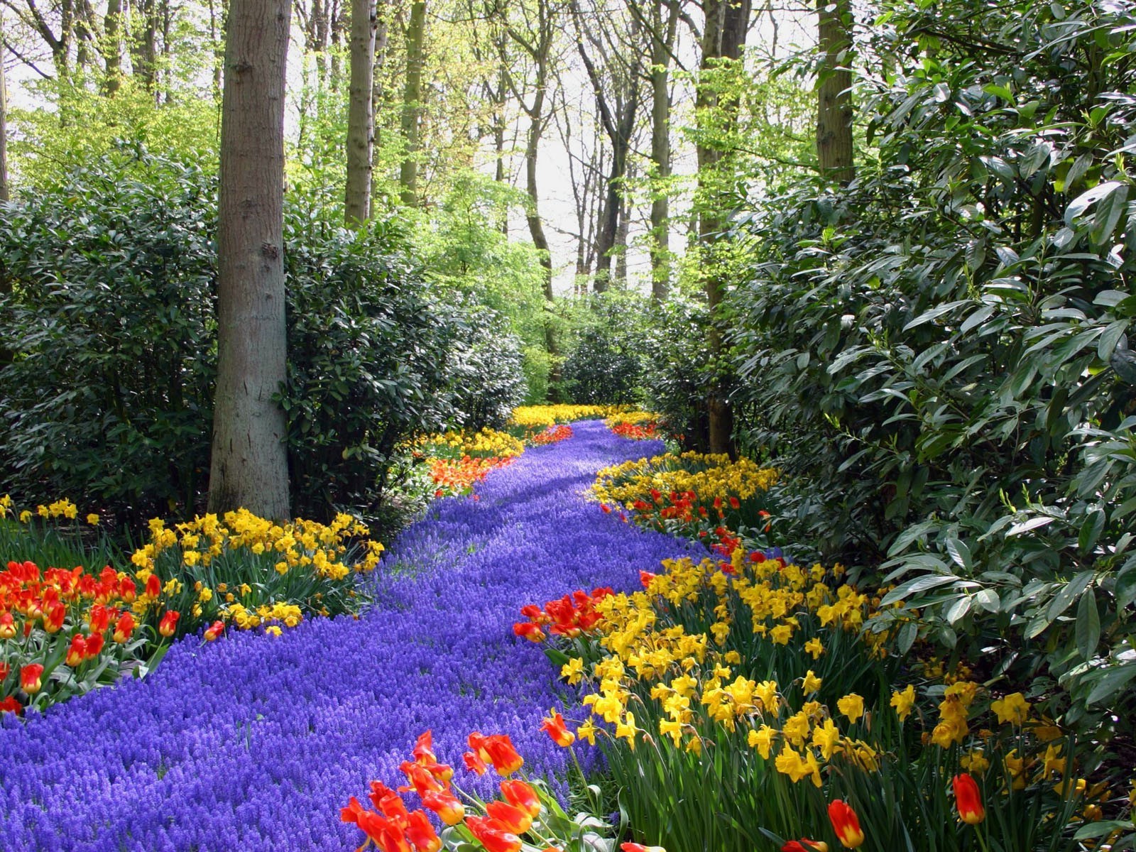 paysage fleur jardin nature parc feuille flore saison printemps paysage tulipe été à l extérieur arbre floral bluming herbe croissance narcisse couleur