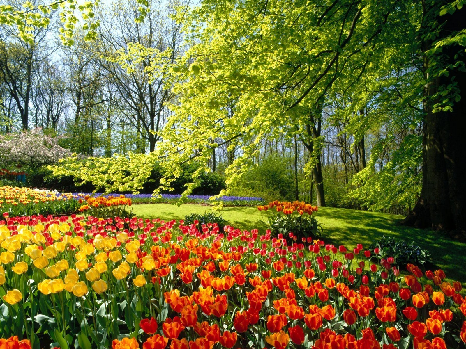 景观 花 郁金香 花园 叶 自然 公园 季节 植物 颜色 花卉 景观 明亮 春天 明亮 夏天 草 生长 户外 盛开