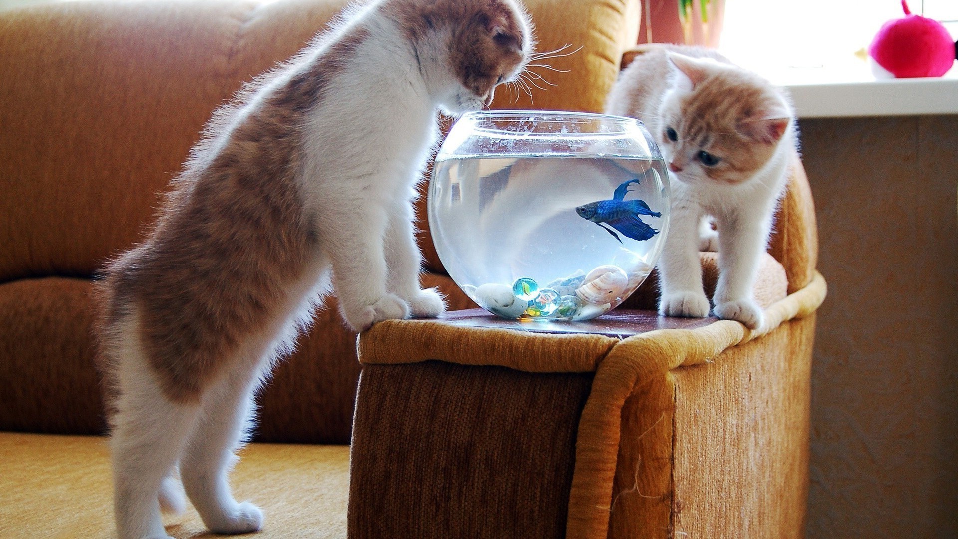 природа животные кот рыбы nature animals cat fish скачать