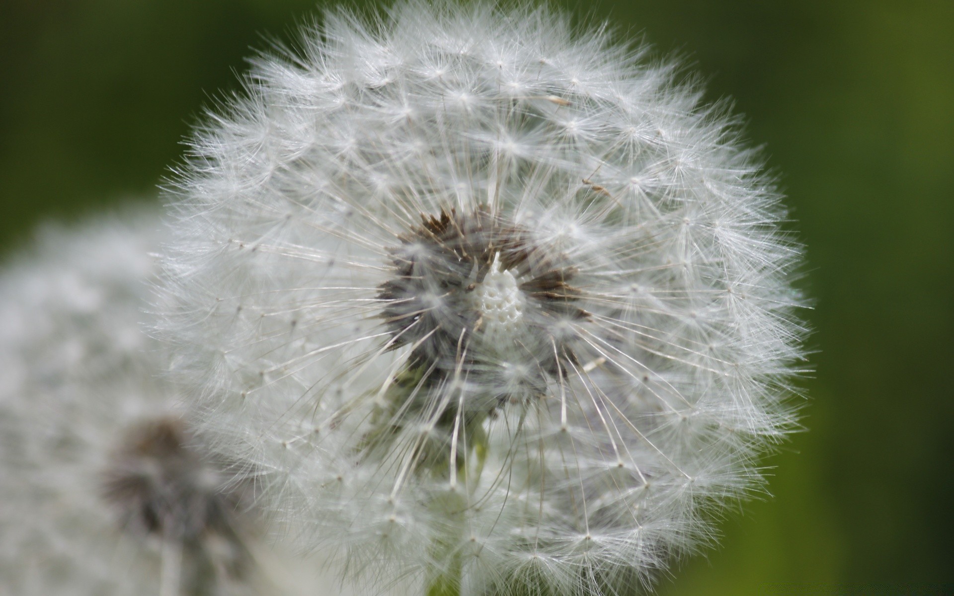 makro dmuchawiec puch natura lato flora nasiona delikatny kwiat wzrost miękkość zbliżenie trawa kruchość na zewnątrz puch jeden sezon włosy chwast