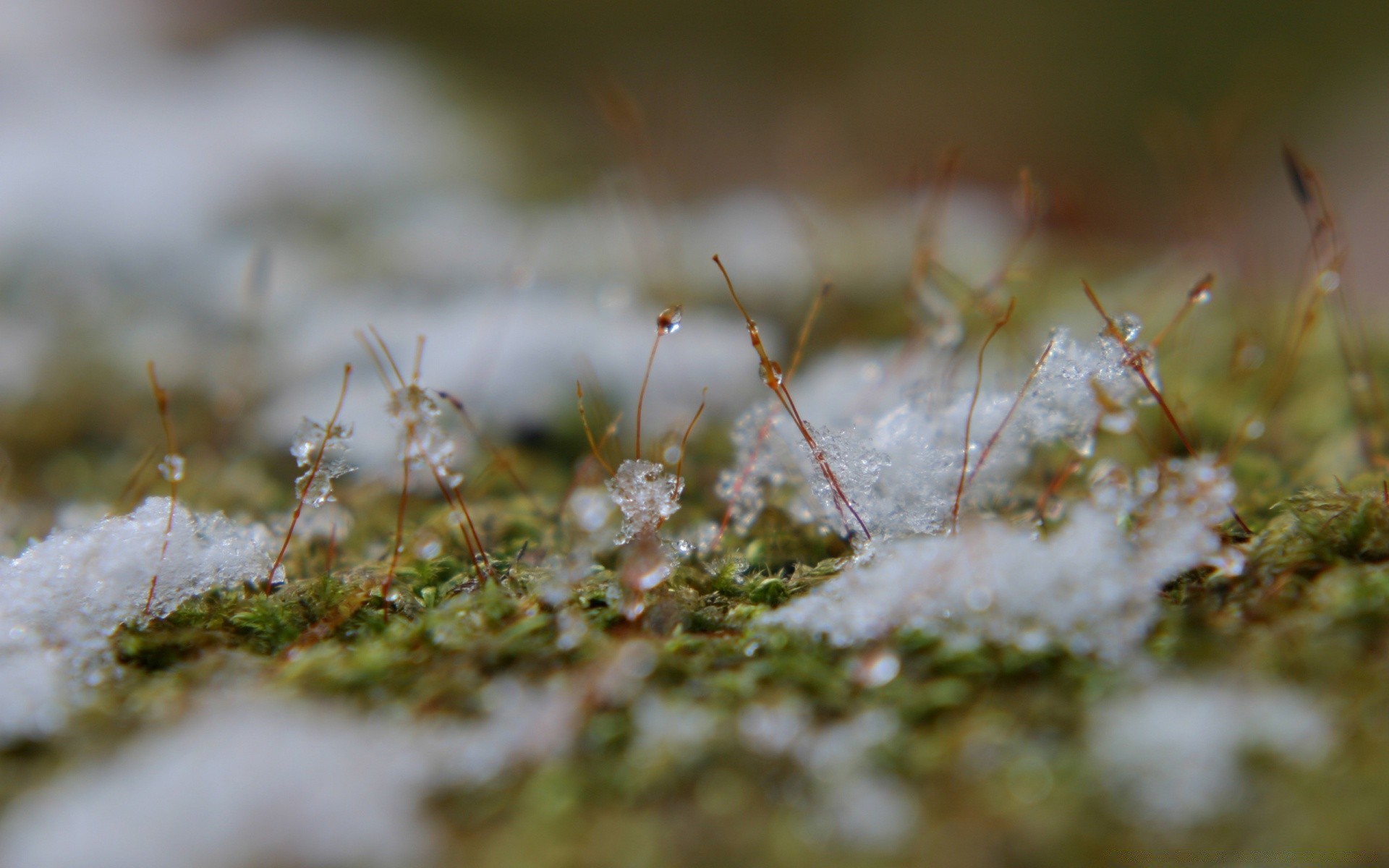 macro nature flower moss grass outdoors garden leaf flora summer winter light landscape environment dawn color water spider blur close-up