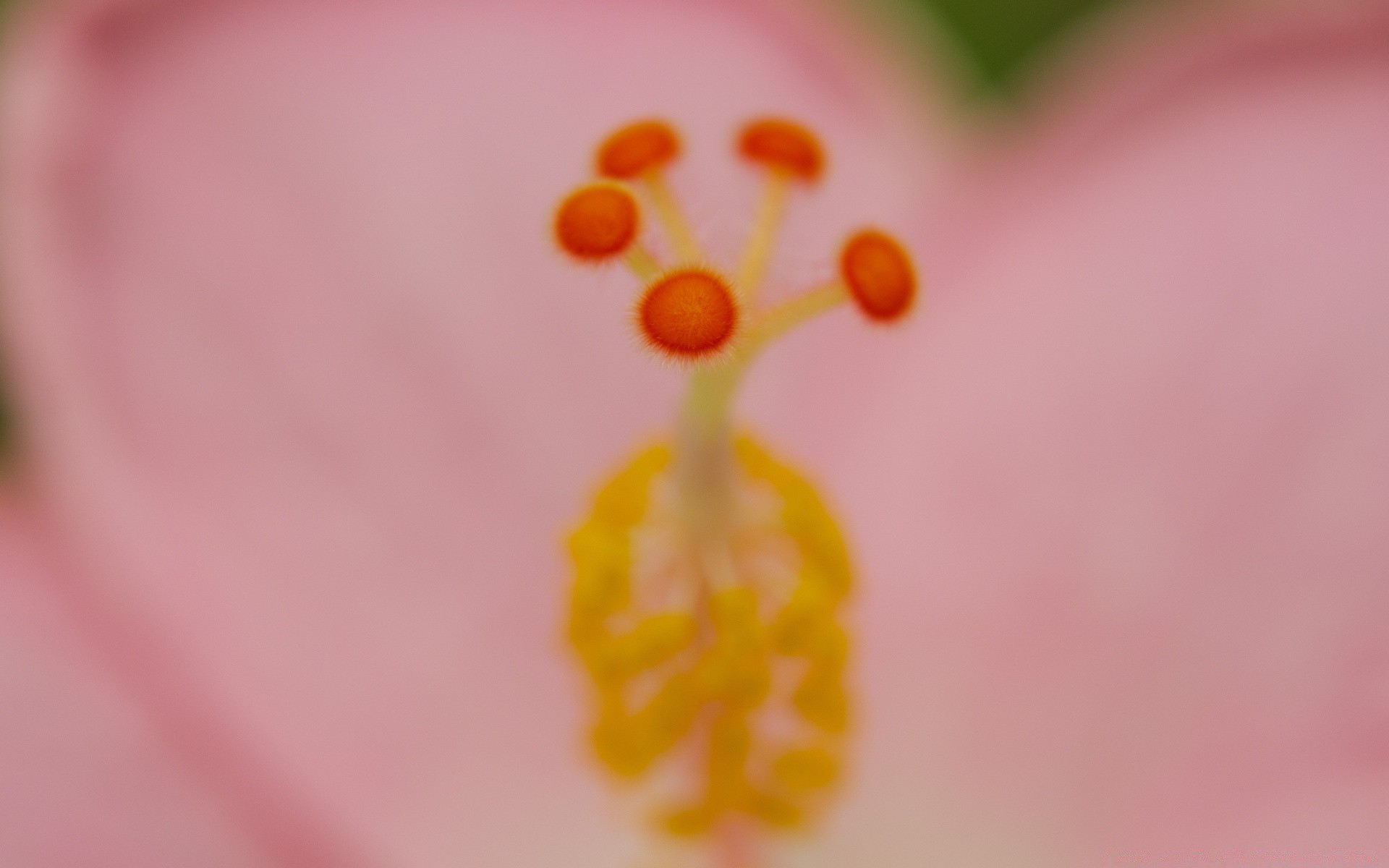 makroaufnahme unschärfe natur blume blatt flora stillleben hell farbe zart wachstum sommer