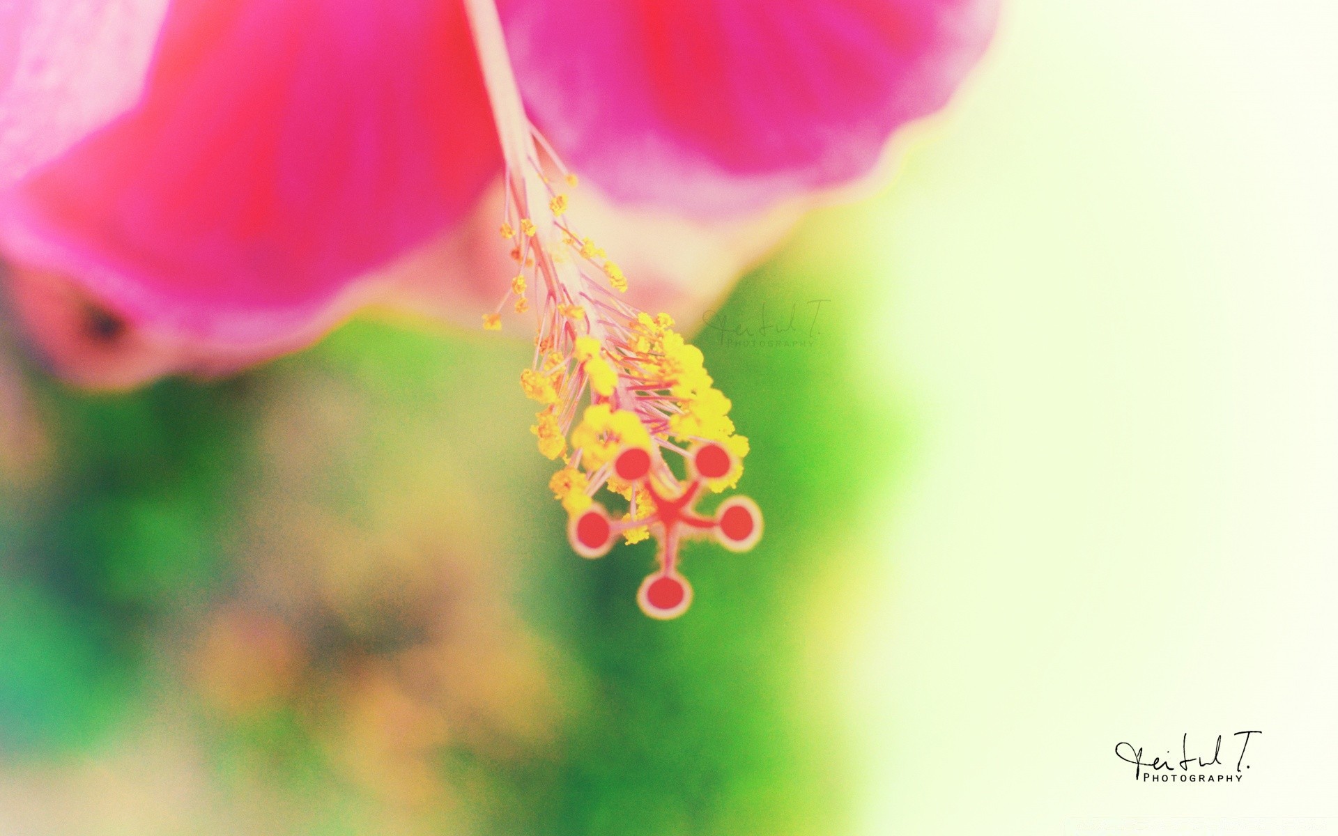 macro nature été feuille fleur lumineux flore croissance jardin extérieur flou délicat tropical beau temps