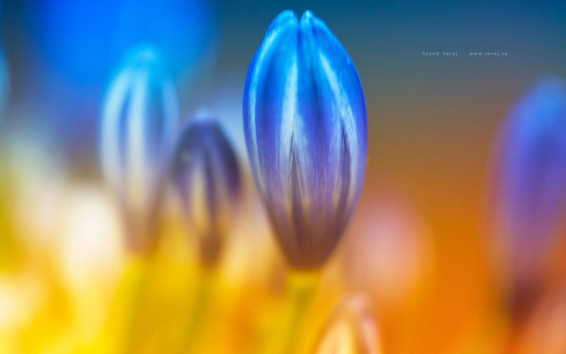 makroaufnahme natur unschärfe hell blume ostern sommer farbe im freien gras tulpe sanft wachstum flora blatt frühling gutes wetter