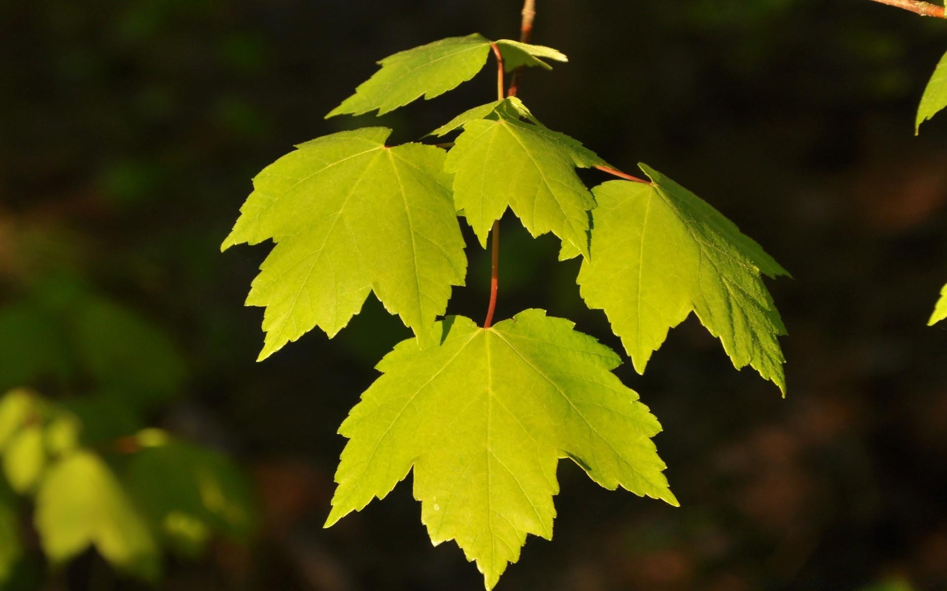 macro fotografia foglia natura autunno all aperto vivid legno flora crescita acero albero