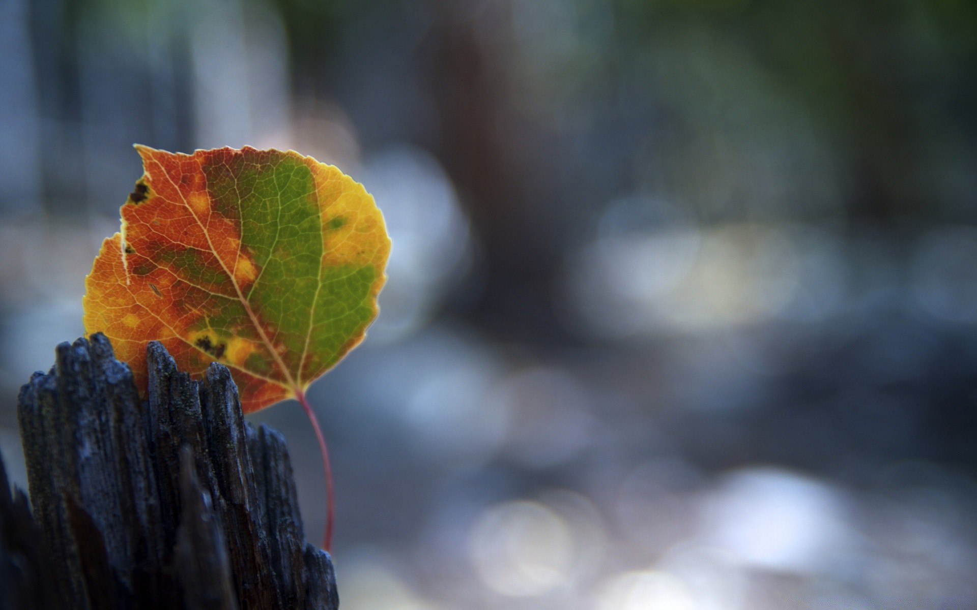 macro foglia autunno natura albero sfocatura flora all aperto colore luce close-up desktop legno astratto ramo luminoso struttura