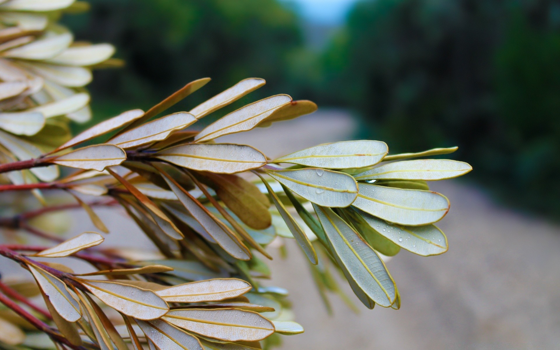 makro fotoğrafçılığı doğa yaprak flora yaz açık havada büyüme parlak renk ağaç çiçek