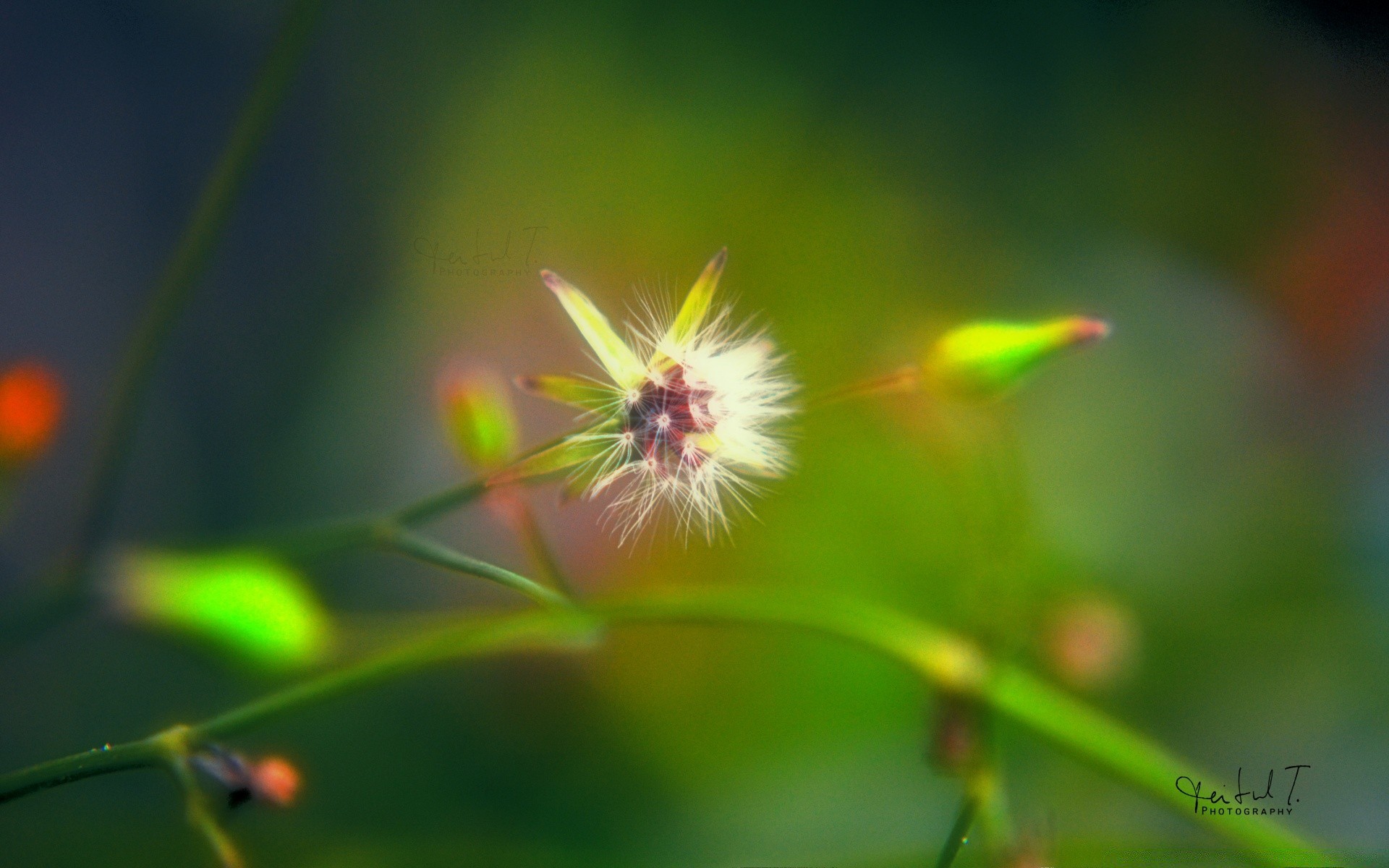 makro fotoğrafçılığı doğa yaprak yaz bulanıklık açık havada çimen flora büyüme böcek çiçek parlak