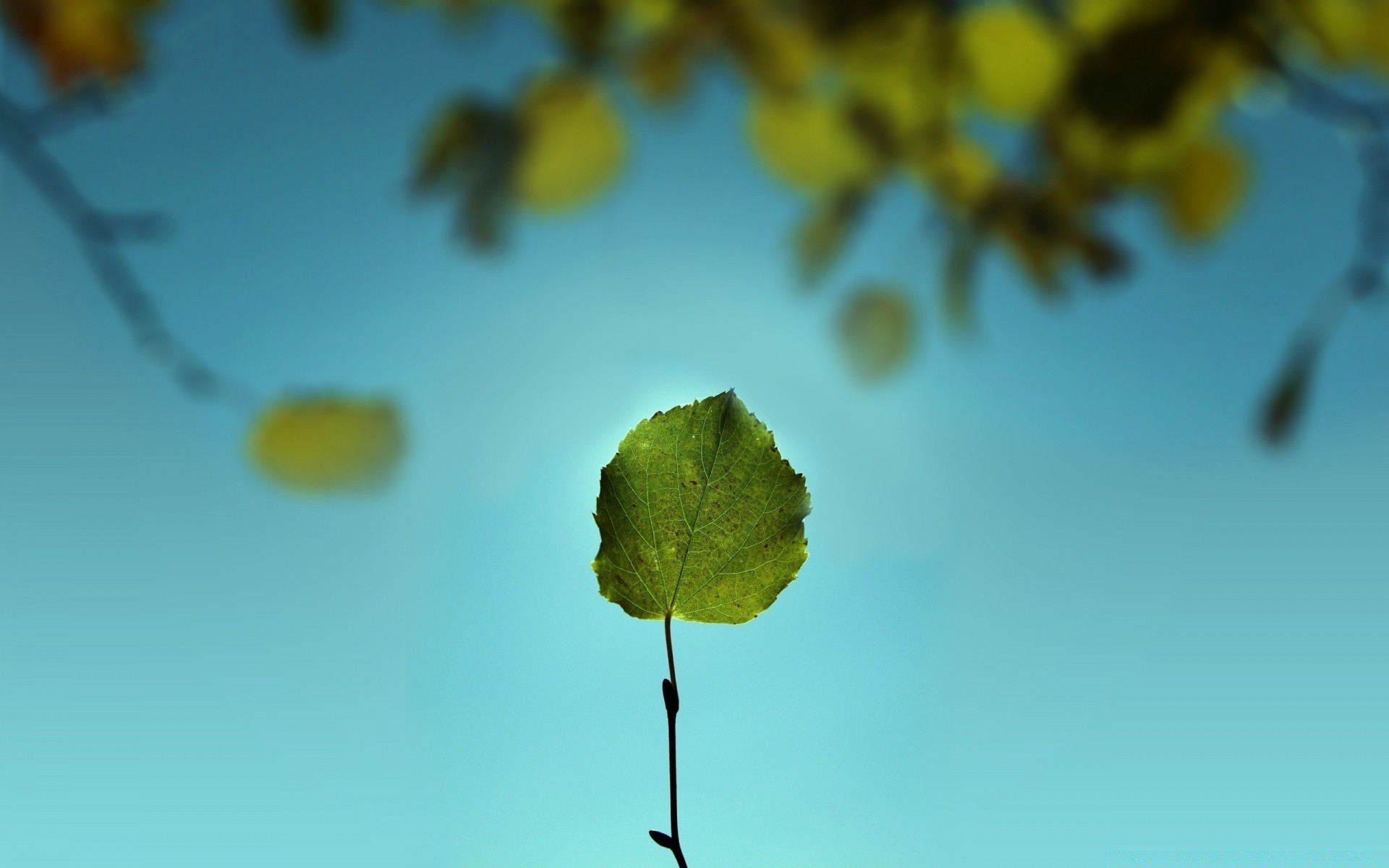 makroaufnahme blatt natur flora baum blume wachstum unschärfe im freien desktop zweig garten farbe gutes wetter licht sonne schließen sommer