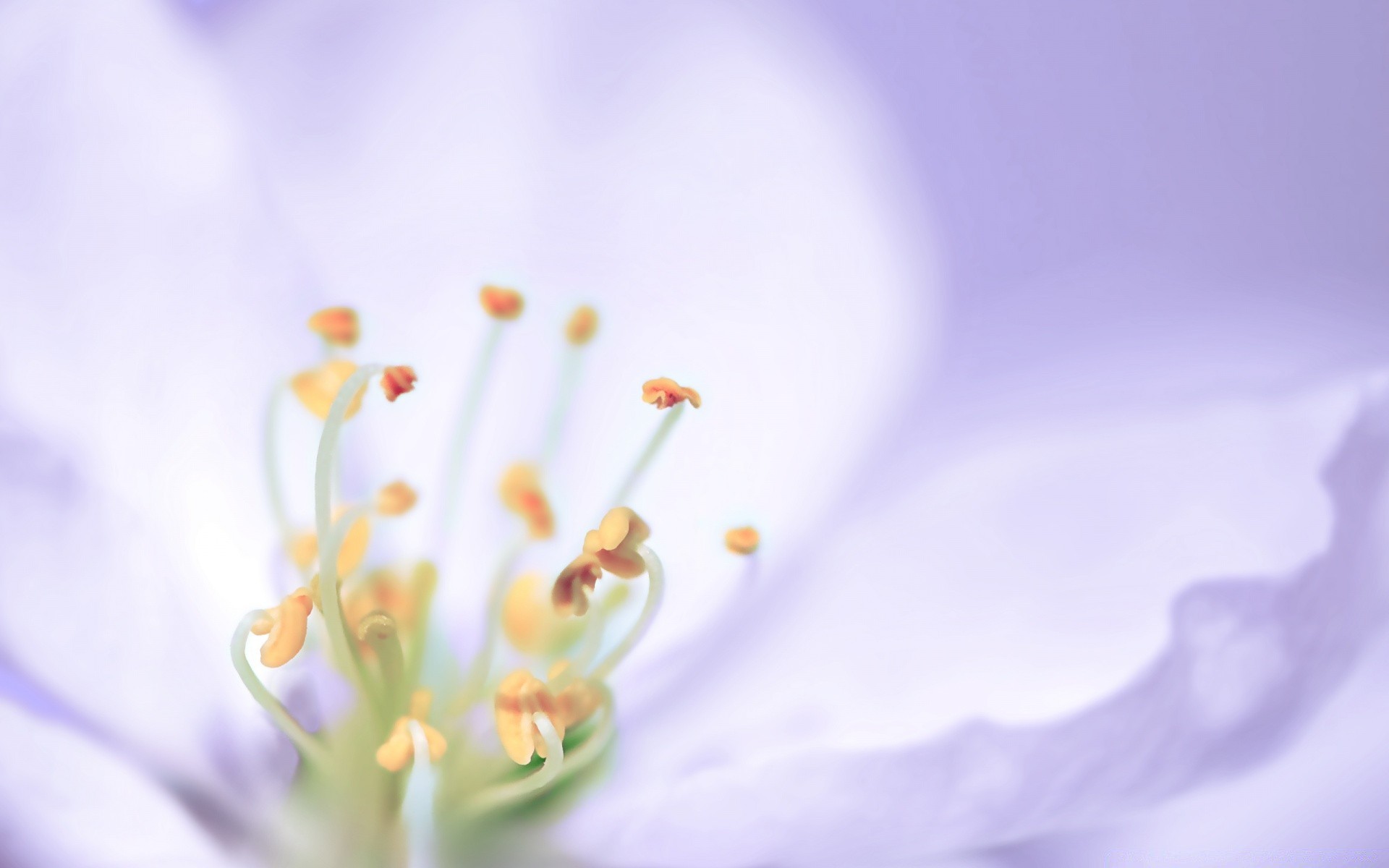 macro flor desenfoque flora naturaleza naturaleza muerta pastel jardín delicado amigo pétalo color abstracto dof