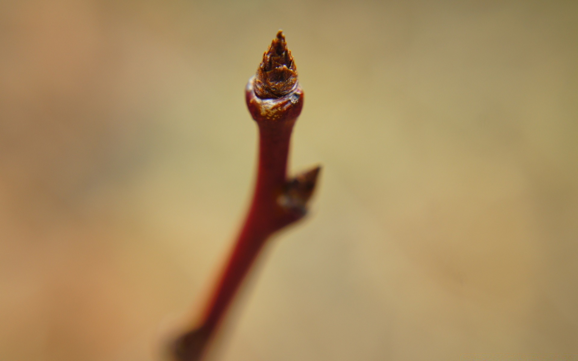 macro blur nature dof leaf flower fall outdoors