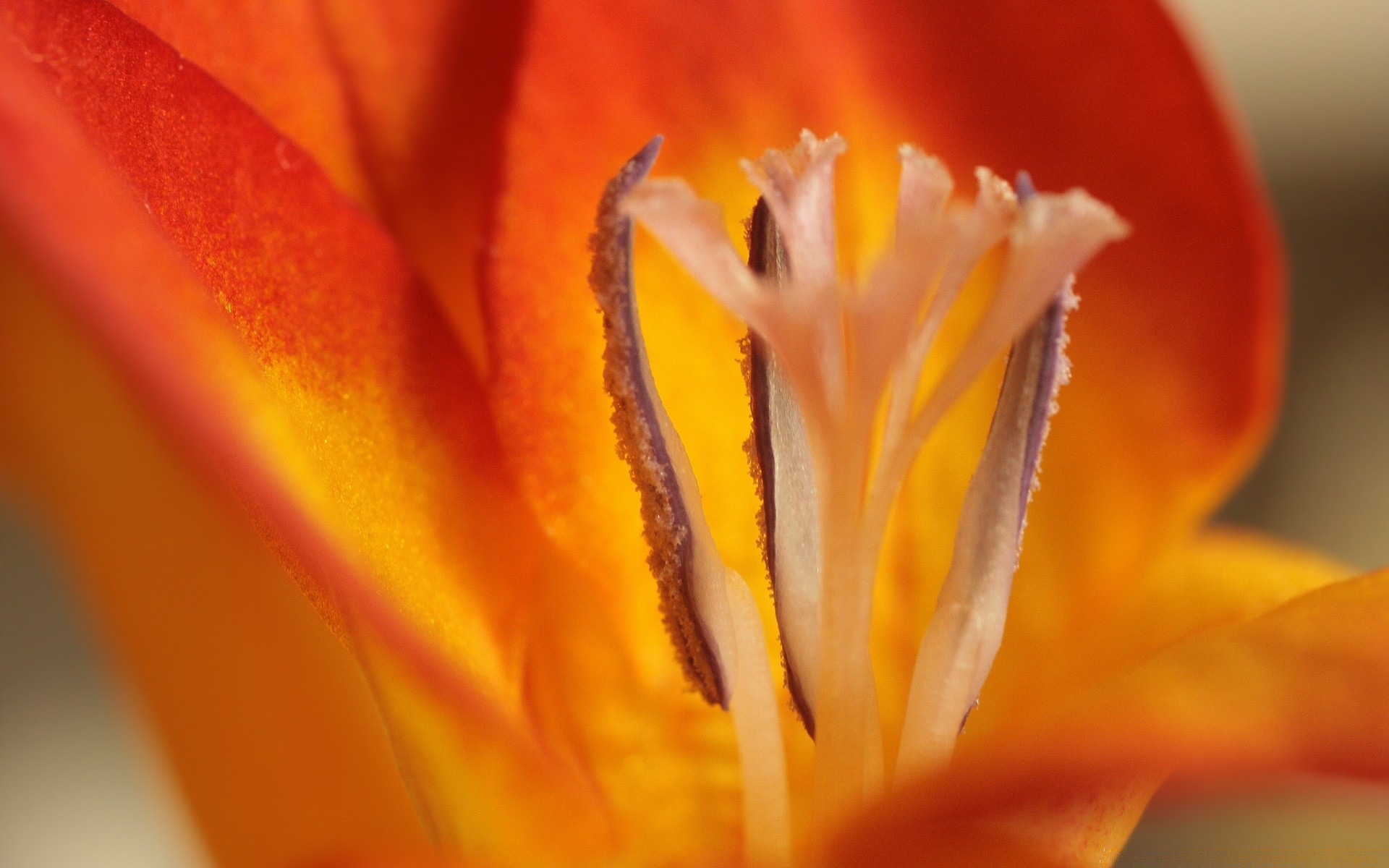 macro flower blur nature tulip delicate summer one still life flora bright outdoors leaf color