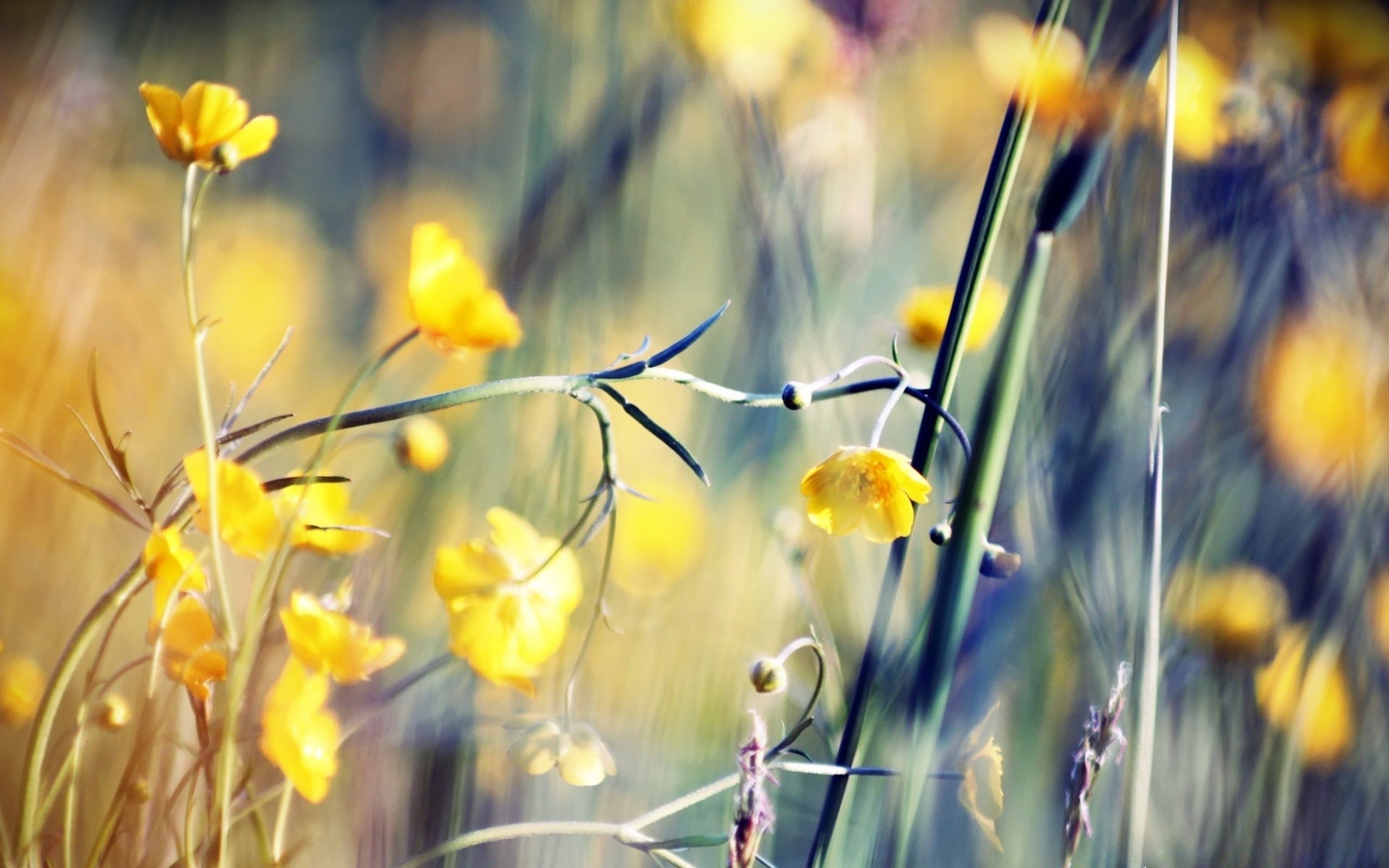 makro fotoğrafçılığı doğa çiçek parlak çimen flora yaz açık havada alan sezon bahçe güzel hava renk yaprak güneş büyüme saman biçme makinesi kırsal