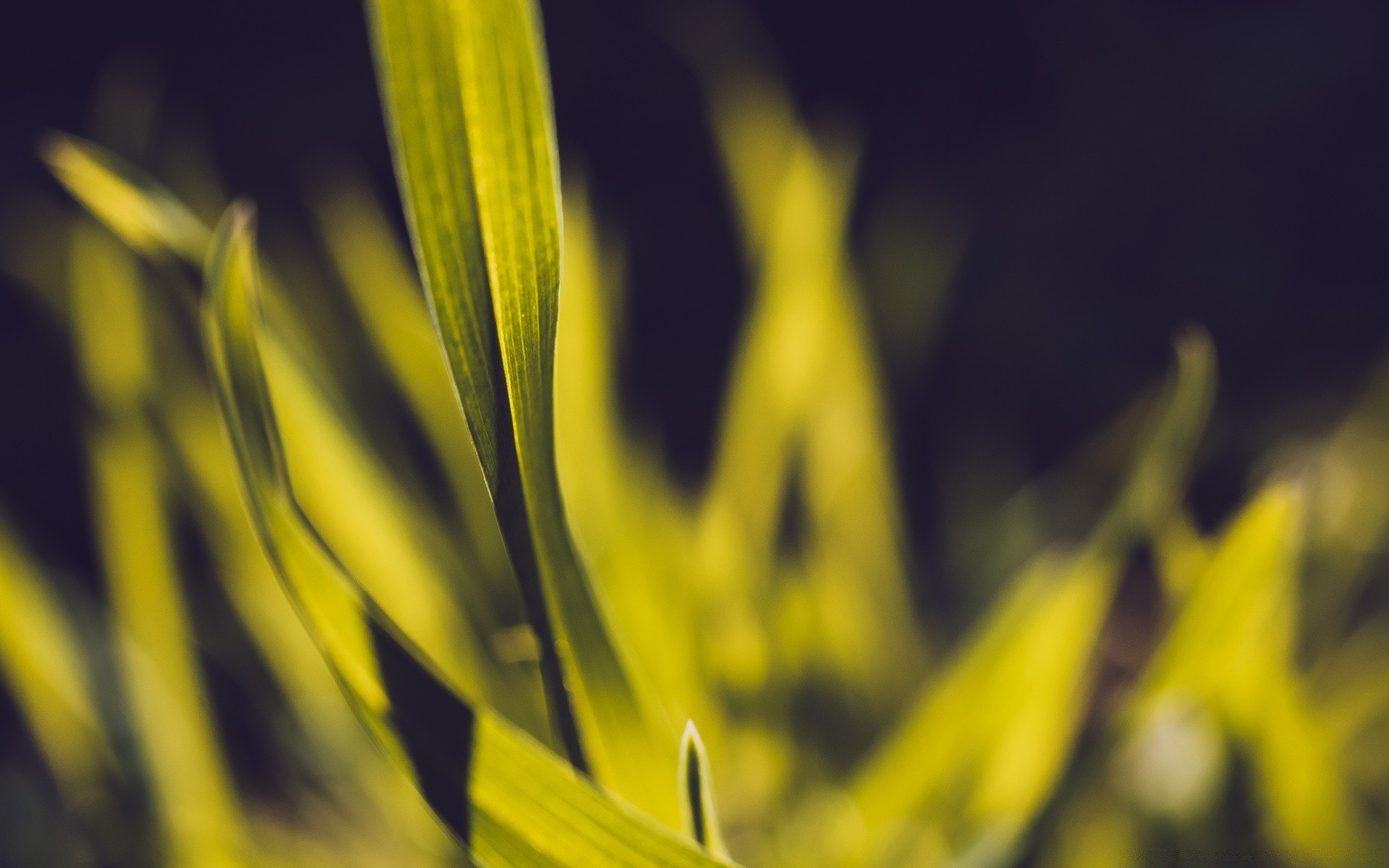 macro nature flora leaf growth summer garden outdoors sun flower fair weather bright grass blur light dawn husk close-up color