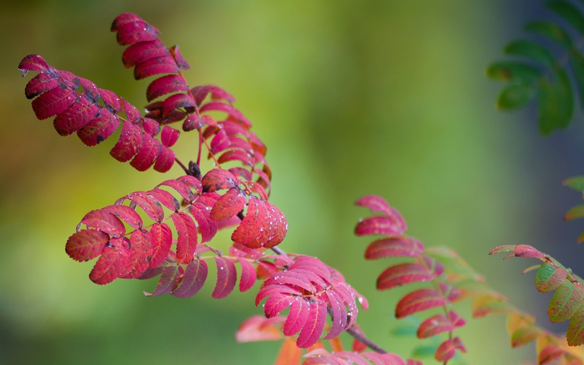 macro nature flora flower garden leaf color outdoors summer beautiful close-up park bright floral growth shrub tree environment