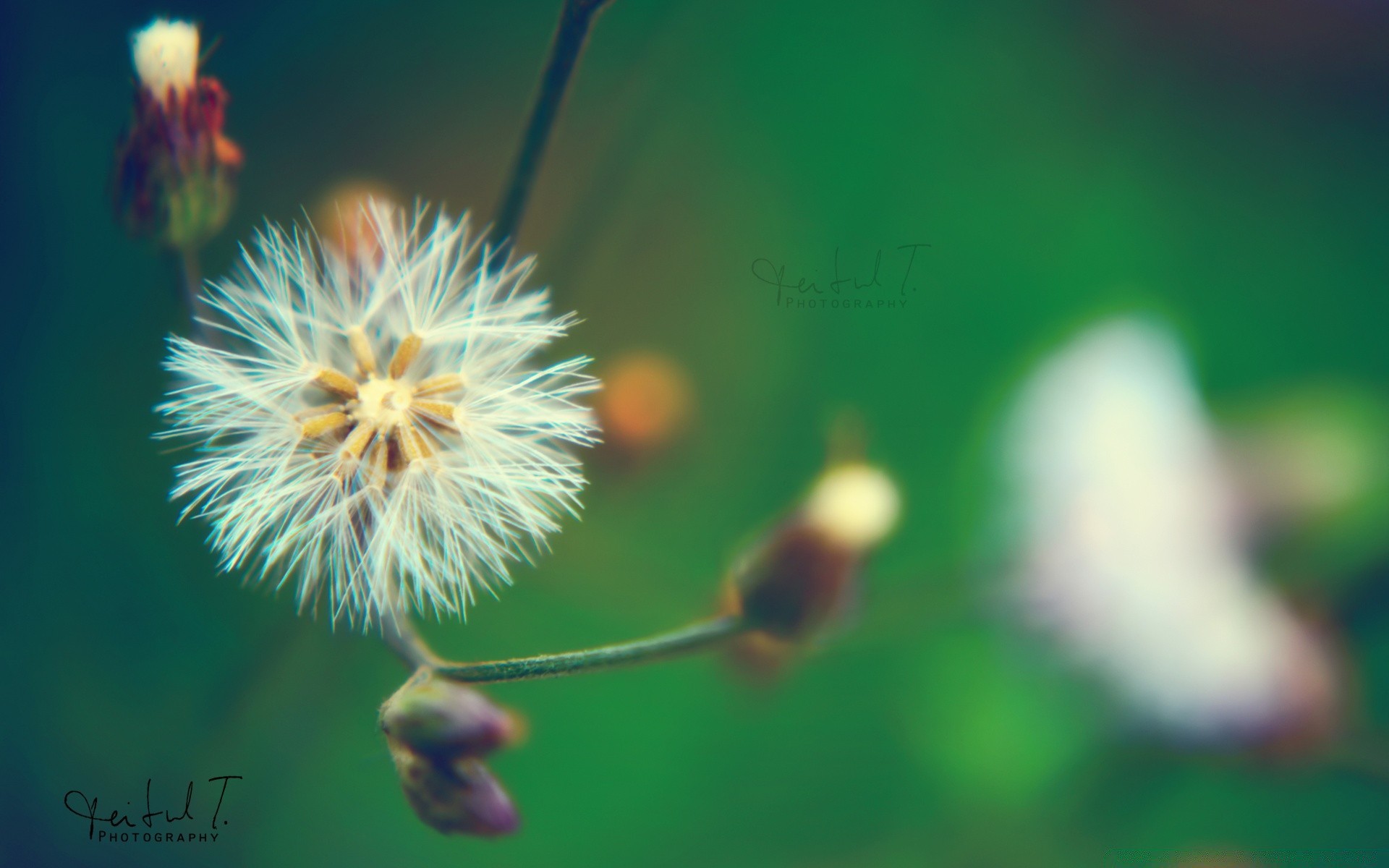 macro nature été flore croissance lumineux feuille fleur à l extérieur délicat herbe