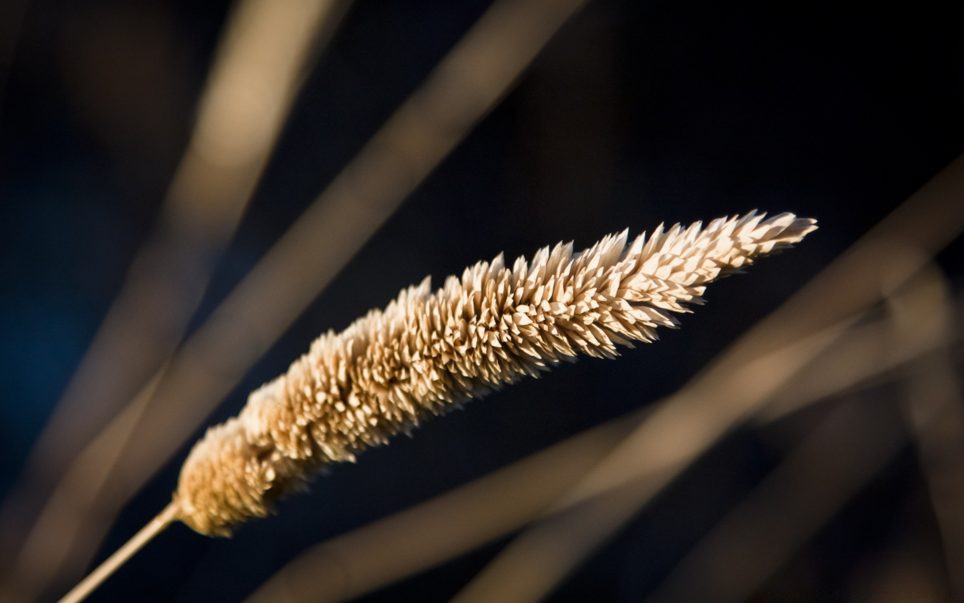 makro fotoğrafçılığı yemek flora doğa açık havada ışık masaüstü yakın çekim