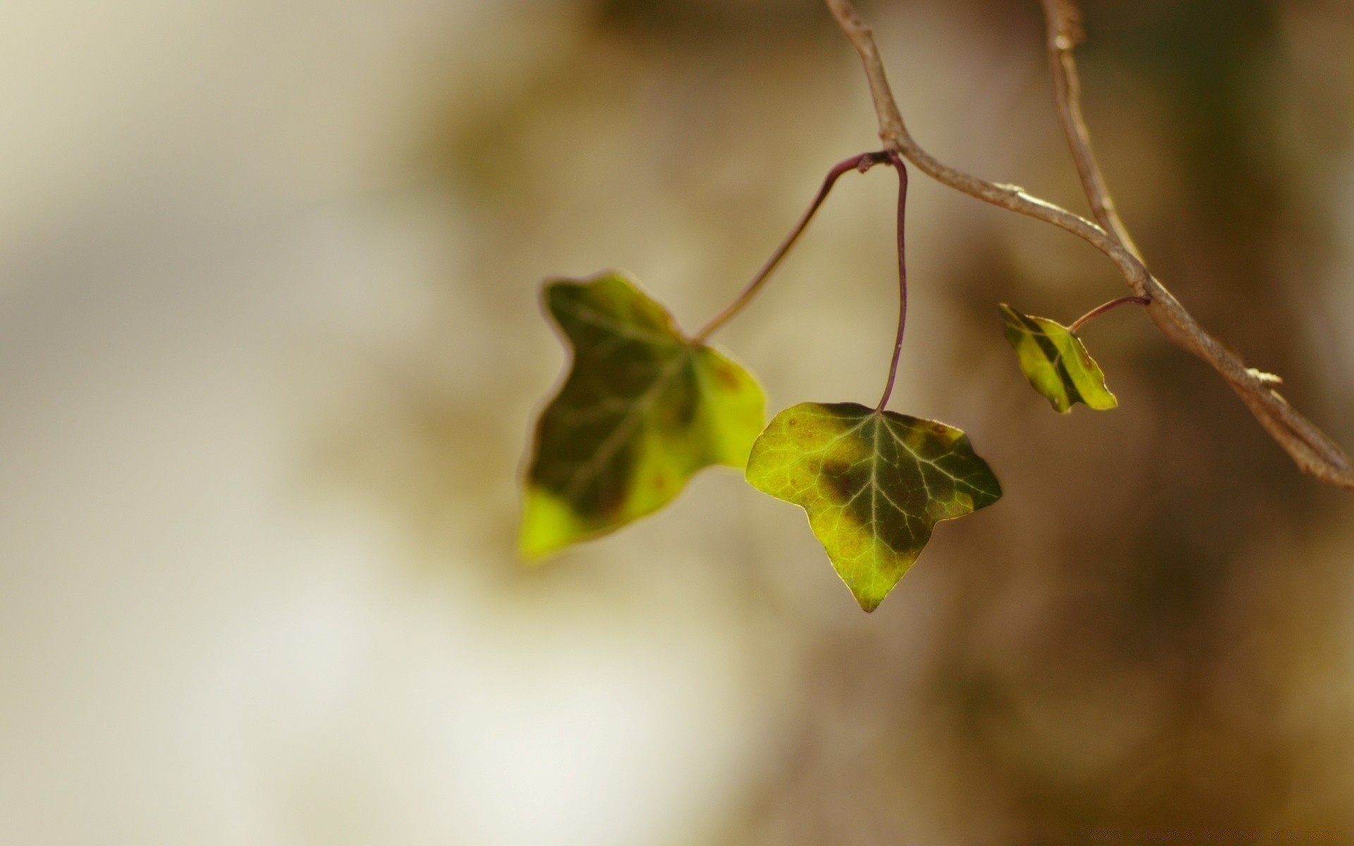 makroaufnahme blatt natur flora unschärfe blume baum herbst zweig garten farbe wachstum stillleben licht dof