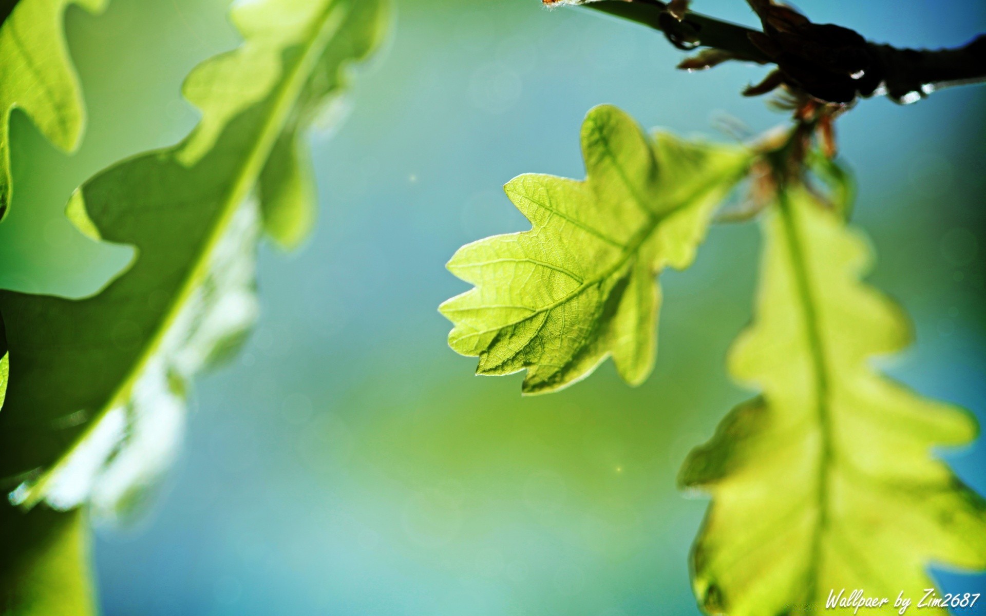 makro liść natura flora wzrost lato środowisko ogród zbliżenie świeżość deszcz na zewnątrz bujne spadek słońce dobra pogoda w pobliżu oddział drzewo rosy