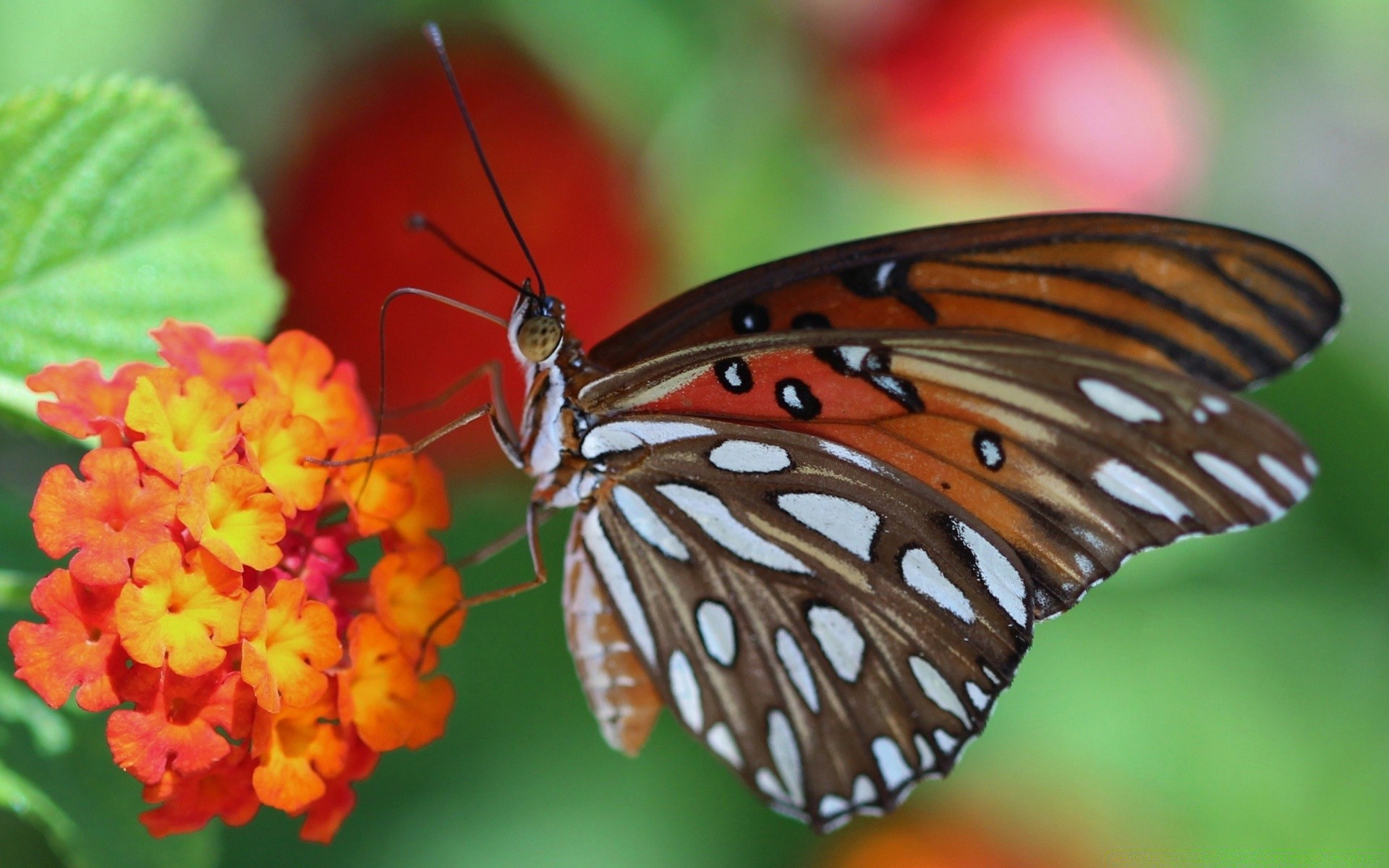 makro schmetterling insekt natur im freien sommer tierwelt wirbellose sanft flügel monarch biologie tier blume lepidoptera motte blatt antenne metamorphosen fliegen