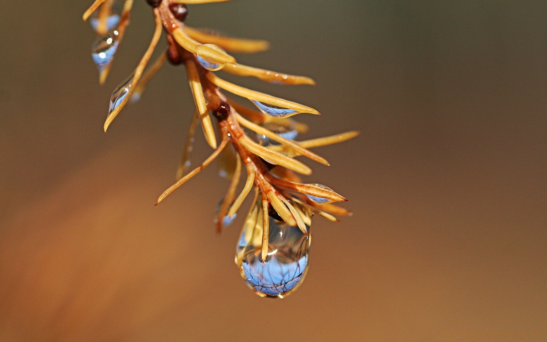 macro borrão ao ar livre inverno natureza luz do dia árvore invertebrados luz inseto