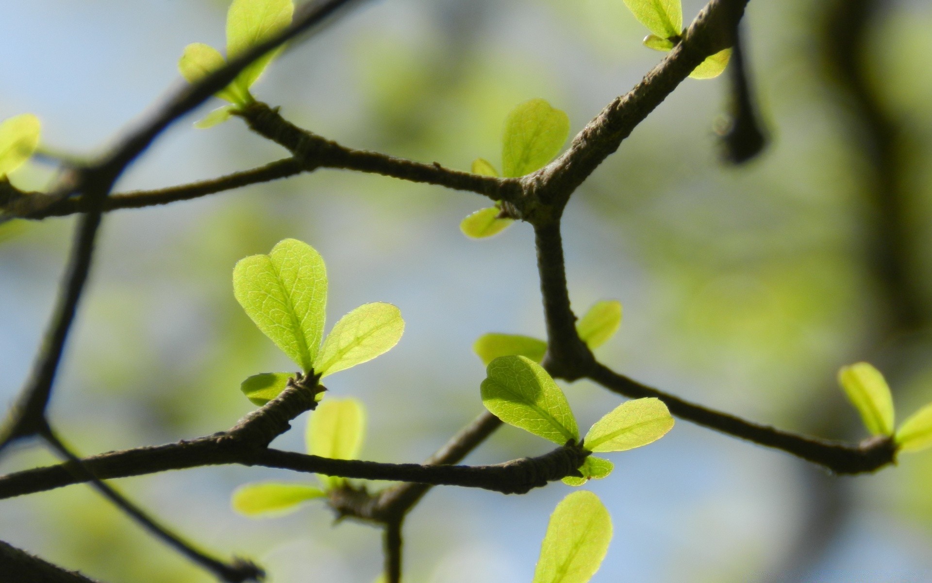 macro tree leaf branch nature blur flora growth garden color focus close-up environment outdoors bright dof park fair weather