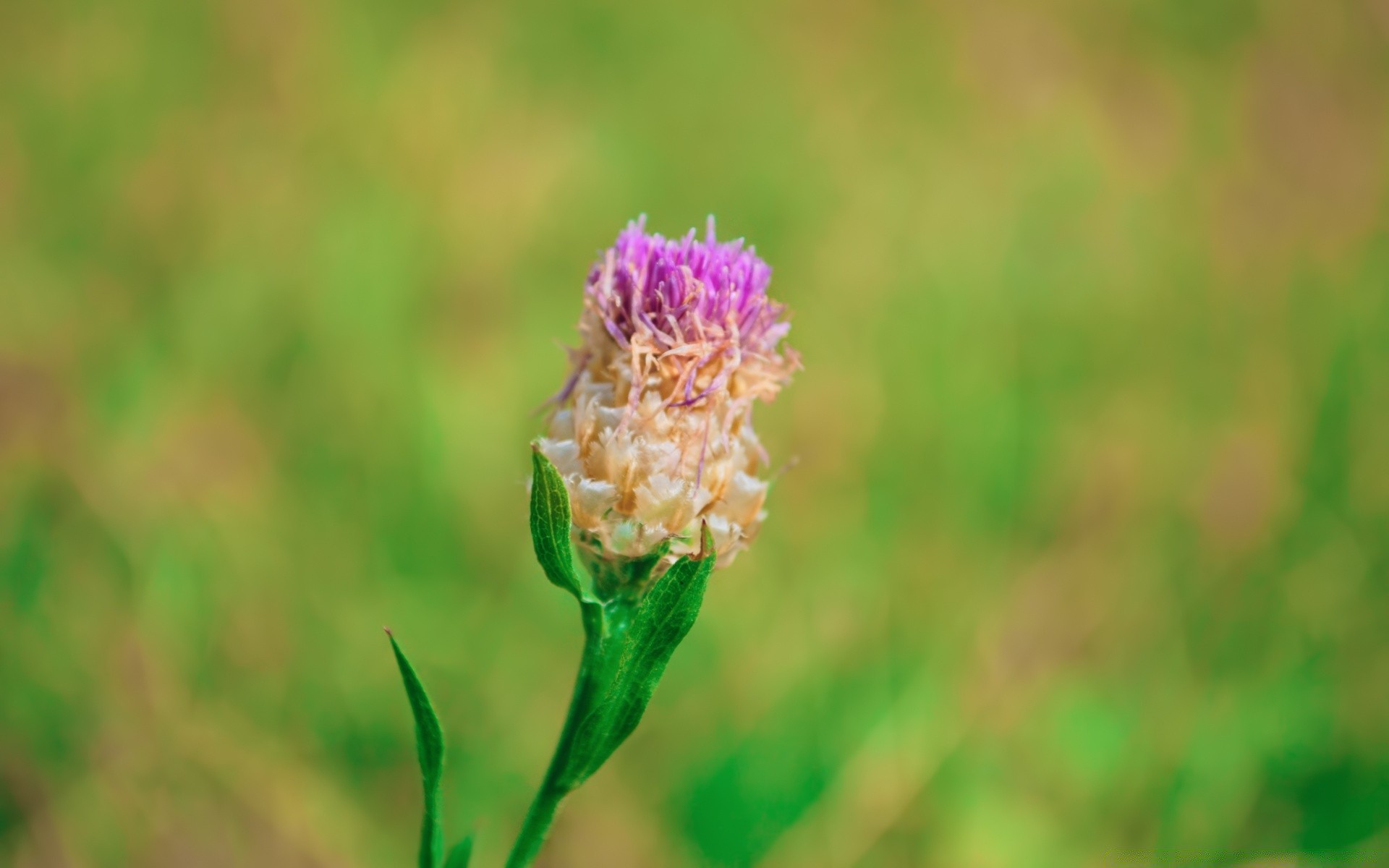 macro naturaleza verano hoja al aire libre flor flora hierba crecimiento brillante campo jardín buen tiempo heno salvaje