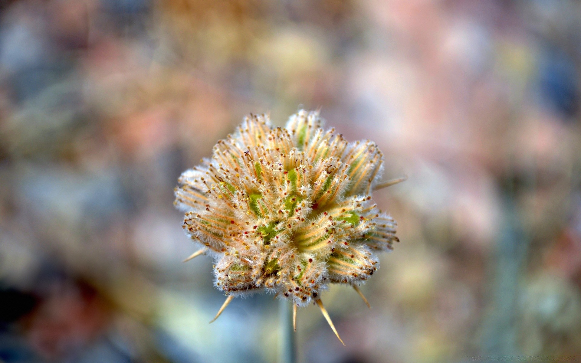 makro fotoğrafçılığı doğa flora çiçek yaprak açık havada bahçe yakın çekim sezon çiçek açan yaz renk ağaç